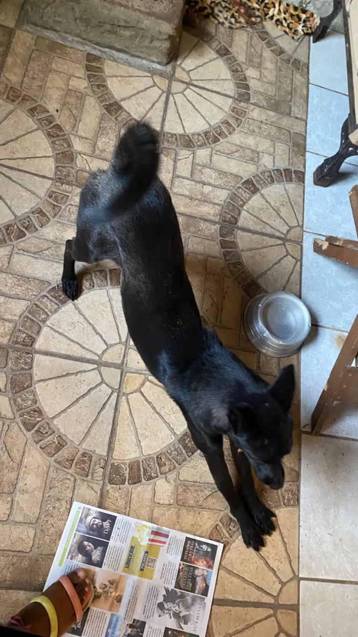 Cachorro raça SRD-ViraLata idade 1 ano nome Marina