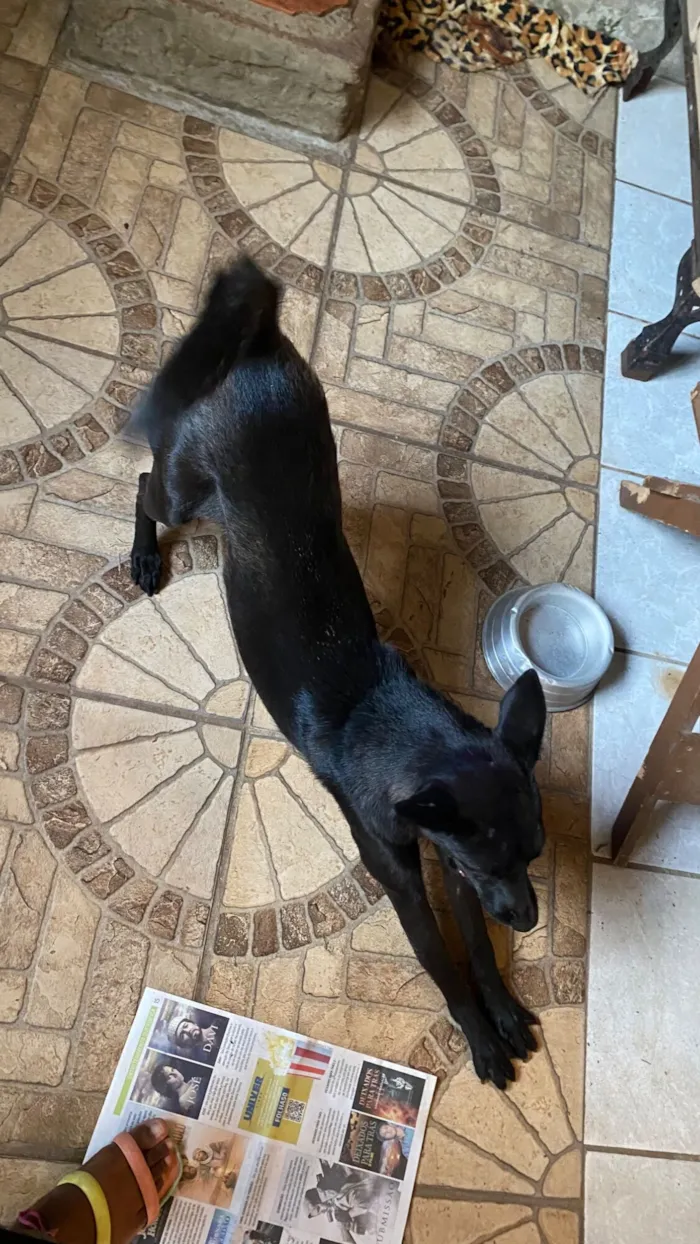 Cachorro raça SRD-ViraLata idade 1 ano nome Marina