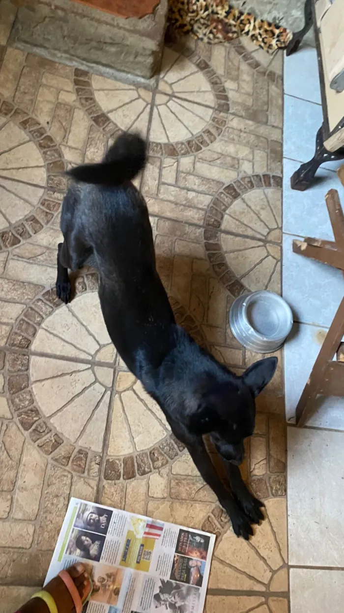 Cachorro raça SRD-ViraLata idade 1 ano nome Marina