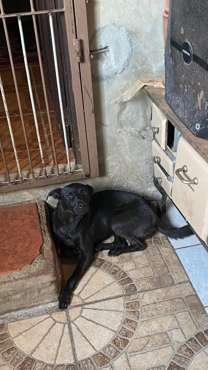 Cachorro raça SRD-ViraLata idade 1 ano nome Marina
