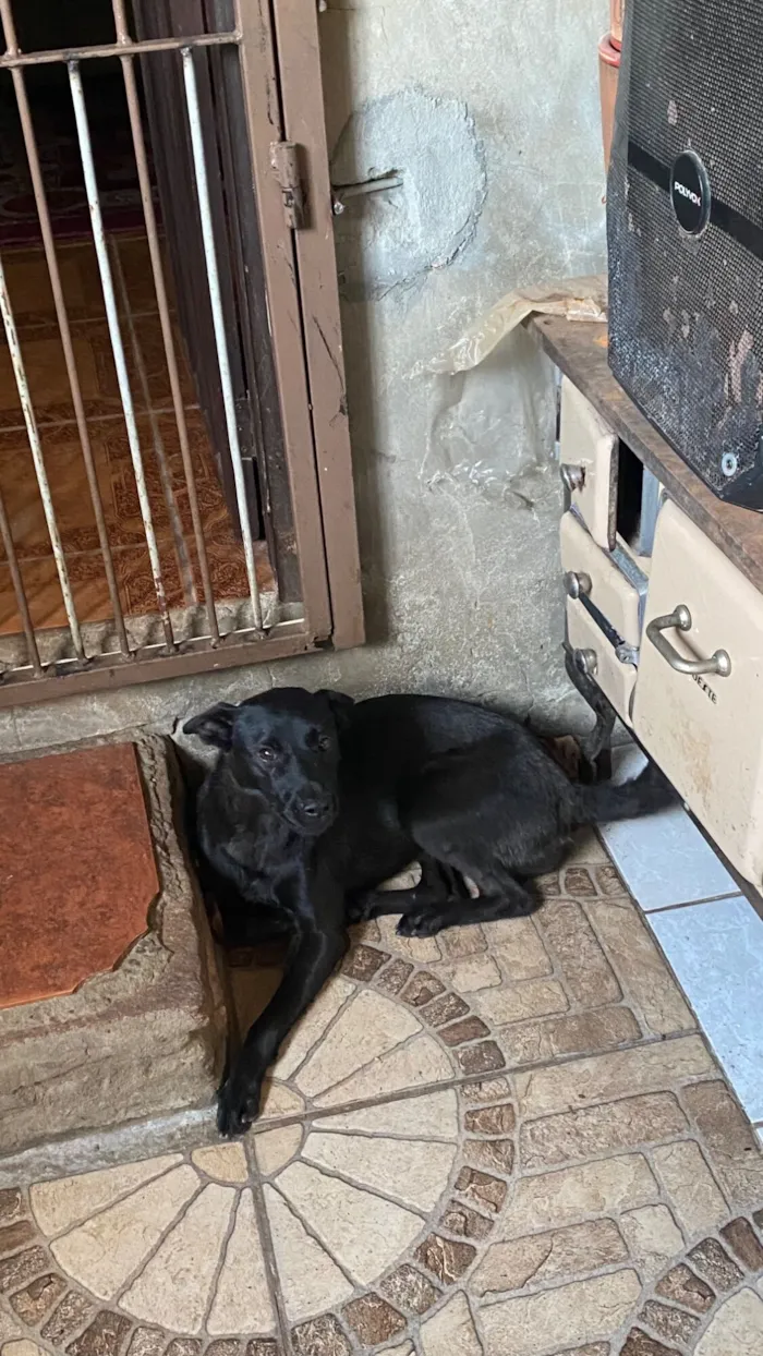 Cachorro raça SRD-ViraLata idade 1 ano nome Marina