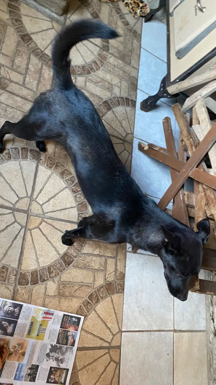 Cachorro raça SRD-ViraLata idade 1 ano nome Marina