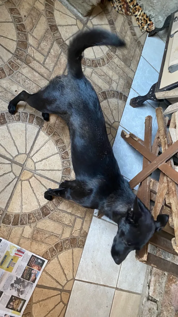 Cachorro raça SRD-ViraLata idade 1 ano nome Marina