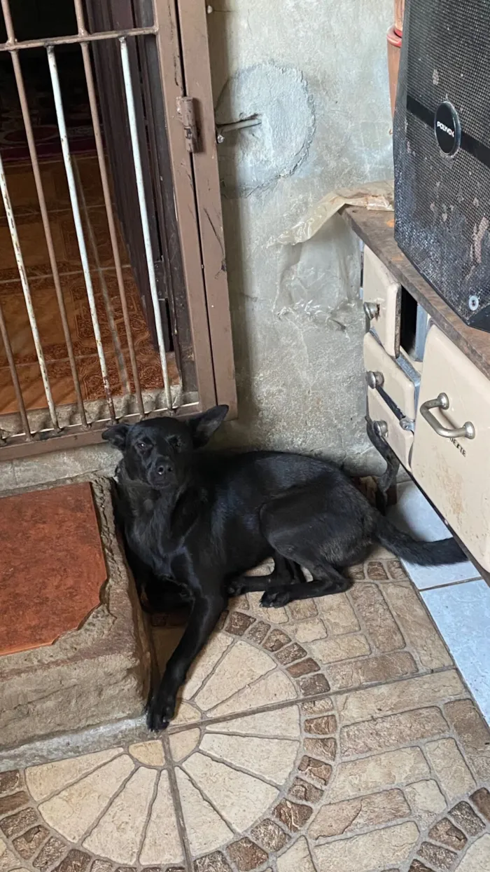 Cachorro raça SRD-ViraLata idade 1 ano nome Marina