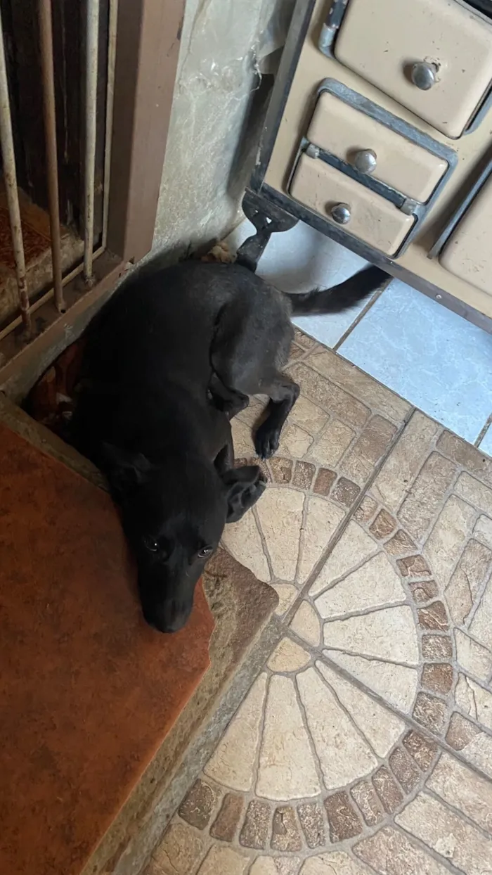 Cachorro raça SRD-ViraLata idade 1 ano nome Marina