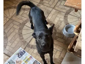 Cachorro raça SRD-ViraLata idade 1 ano nome Marina