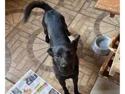 Cachorro raça SRD-ViraLata idade 1 ano nome Marina