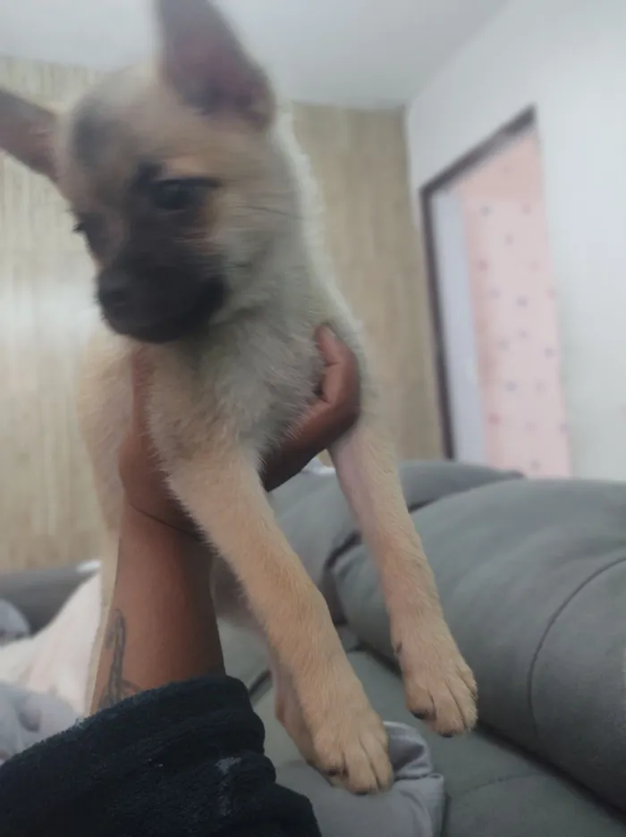 Cachorro raça SRD-ViraLata idade 2 a 6 meses nome minhas filhas o chama de Théo 