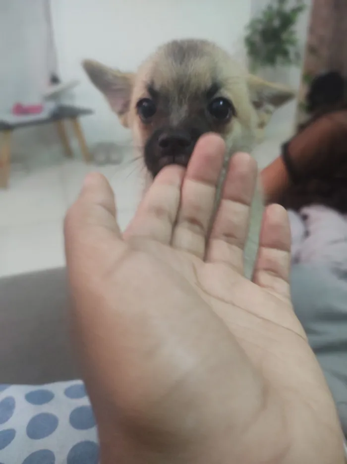 Cachorro raça SRD-ViraLata idade 2 a 6 meses nome minhas filhas o chama de Théo 