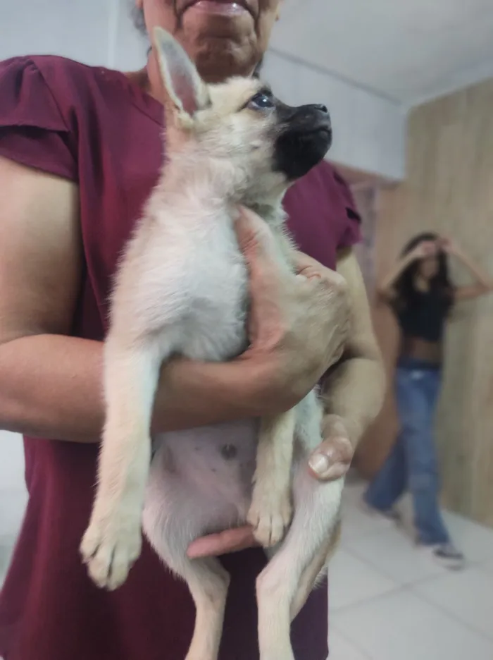 Cachorro raça SRD-ViraLata idade 2 a 6 meses nome minhas filhas o chama de Théo 