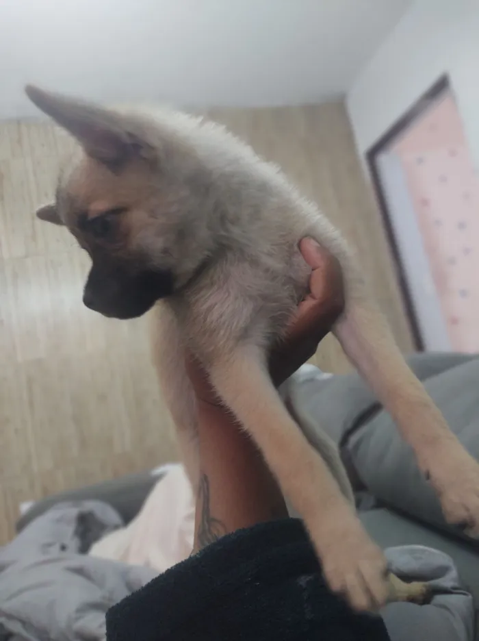 Cachorro raça SRD-ViraLata idade 2 a 6 meses nome minhas filhas o chama de Théo 