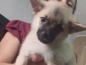Cachorro raça SRD-ViraLata idade 2 a 6 meses nome minhas filhas o chama de Théo 