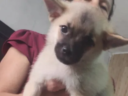 Cachorro raça SRD-ViraLata idade 2 a 6 meses nome minhas filhas o chama de Théo 