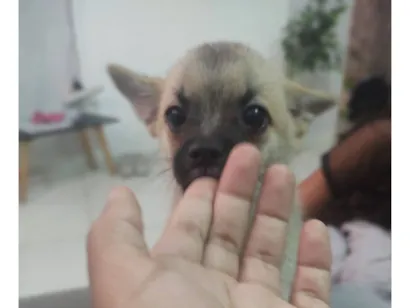 Cachorro raça SRD-ViraLata idade 2 a 6 meses nome minhas filhas o chama de Théo 
