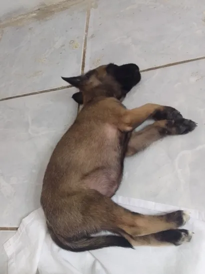 Cachorro raça SRD-ViraLata idade 2 a 6 meses nome sem nome