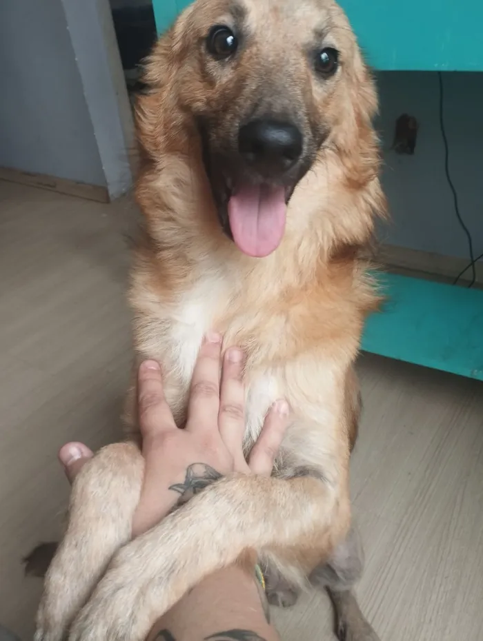 Cachorro raça SRD-ViraLata idade 7 a 11 meses nome Okarun procura um lar