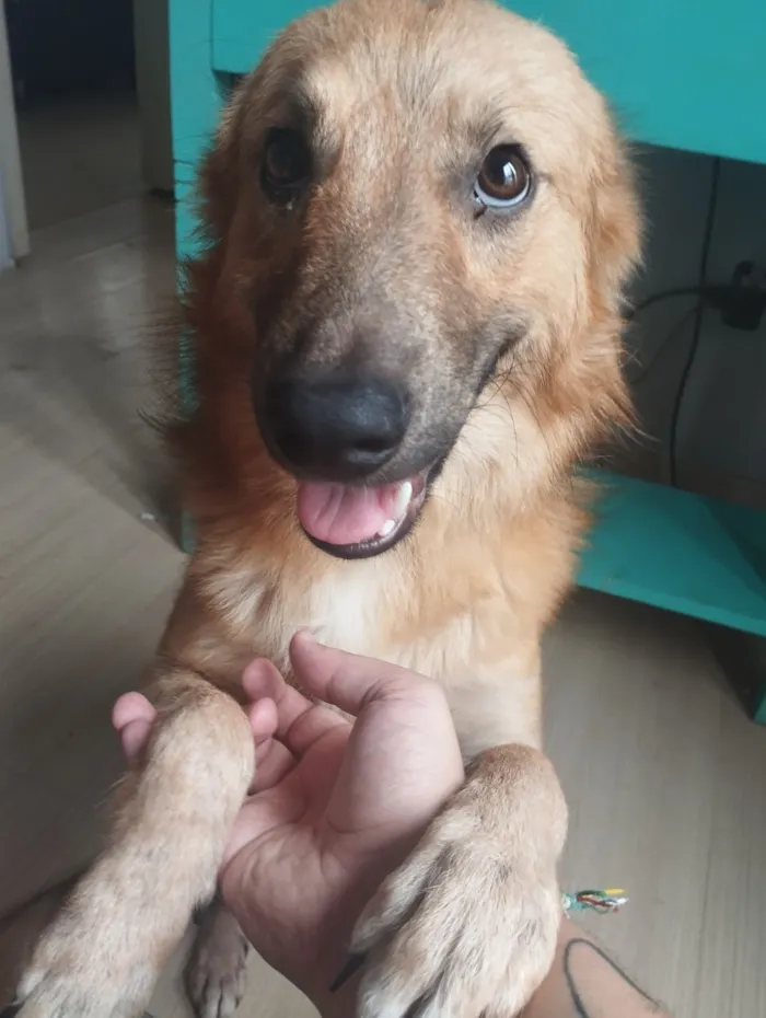 Cachorro raça SRD-ViraLata idade 7 a 11 meses nome Okarun procura um lar