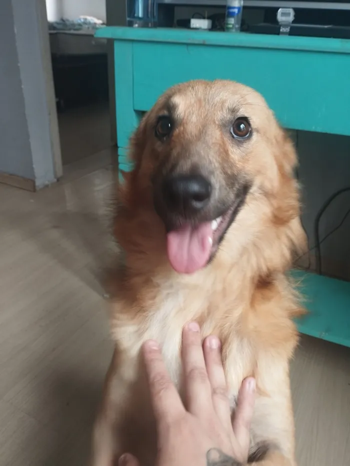 Cachorro raça SRD-ViraLata idade 7 a 11 meses nome Okarun procura um lar