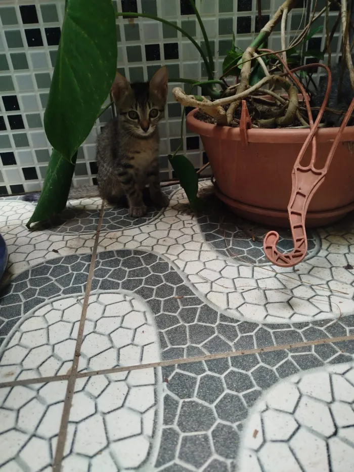 Gato raça SRD-ViraLata idade 2 a 6 meses nome São mais de 1