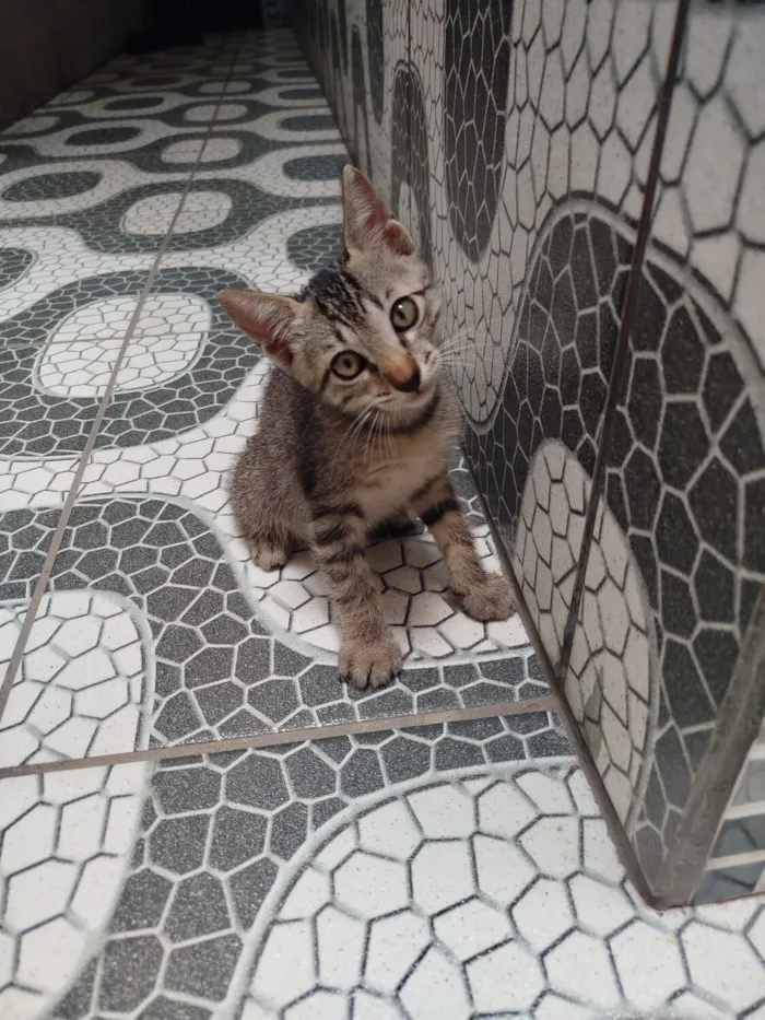 Gato raça SRD-ViraLata idade 2 a 6 meses nome São mais de 1