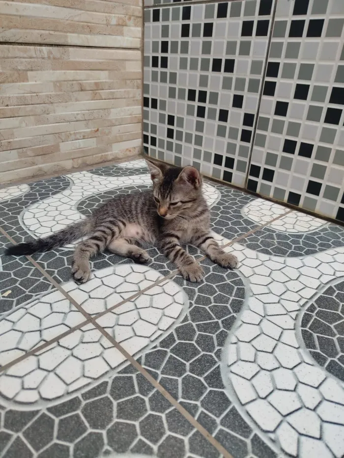 Gato raça SRD-ViraLata idade 2 a 6 meses nome São mais de 1