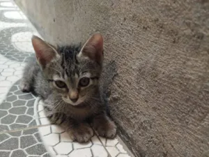Gato raça SRD-ViraLata idade 2 a 6 meses nome São mais de 1
