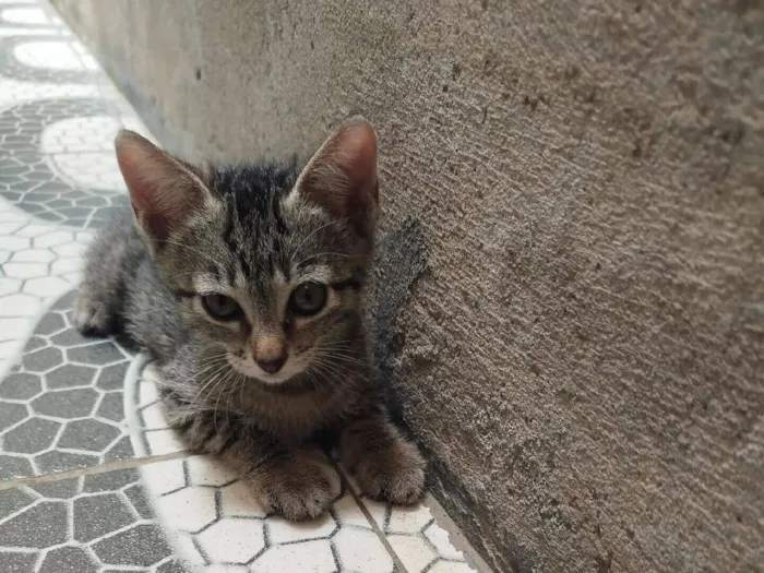 Gato raça SRD-ViraLata idade 2 a 6 meses nome São mais de 1