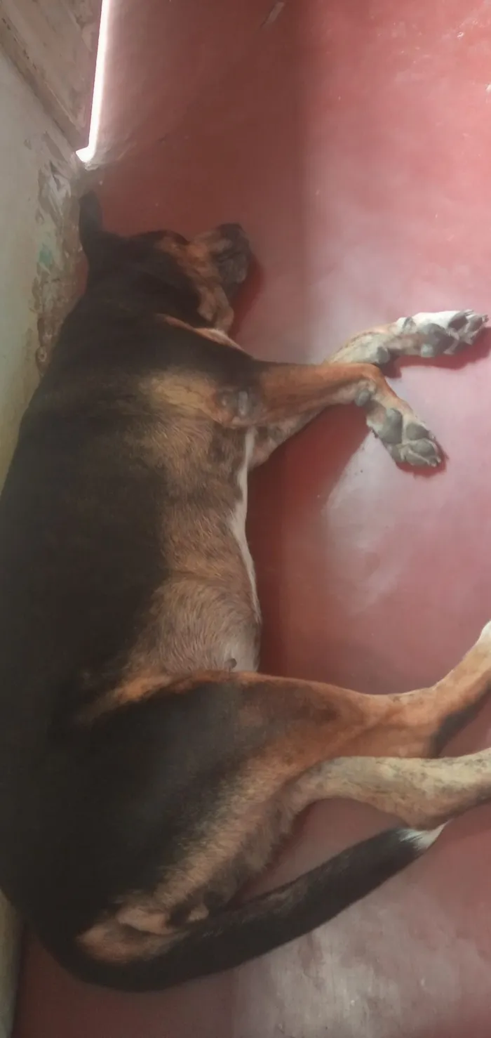 Cachorro raça Rottweiler idade 6 ou mais anos nome Leide