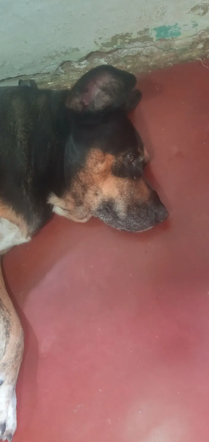 Cachorro raça Rottweiler idade 6 ou mais anos nome Leide