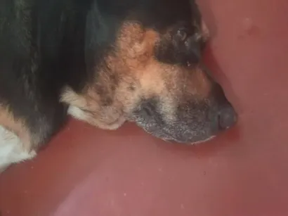 Cachorro raça Rottweiler idade 6 ou mais anos nome Leide