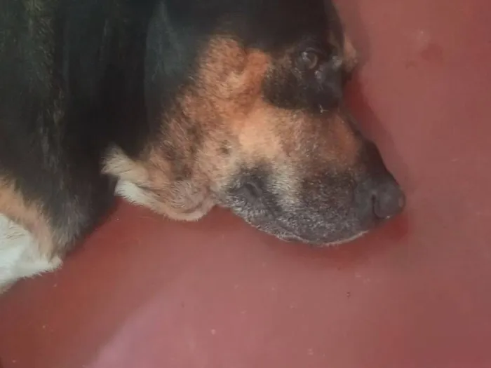 Cachorro raça Rottweiler idade 6 ou mais anos nome Leide
