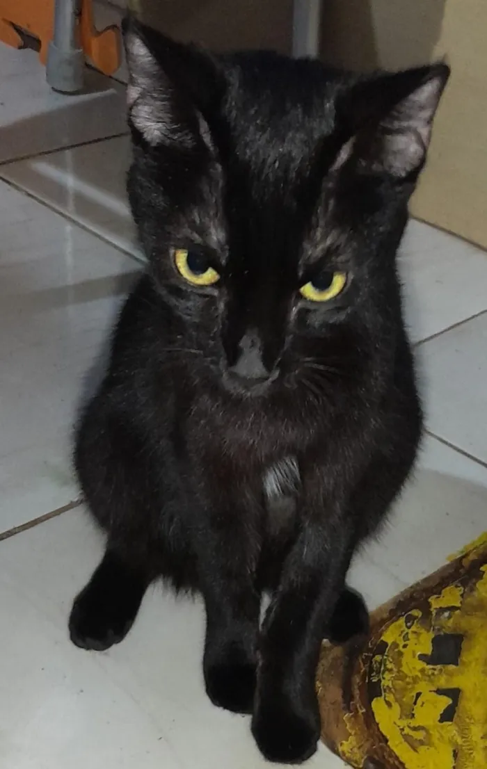 Gato raça SRD-ViraLata idade  nome Gatinha Preta 