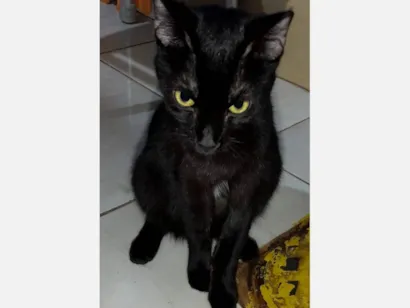 Gato raça SRD-ViraLata idade  nome Gatinha Preta 