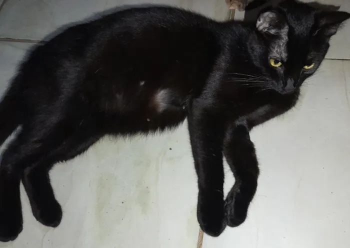 Gato raça SRD-ViraLata idade  nome Gatinha Preta 