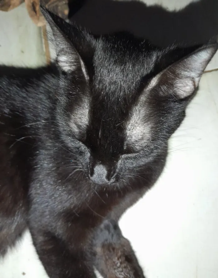 Gato raça SRD-ViraLata idade  nome Gatinha Preta 