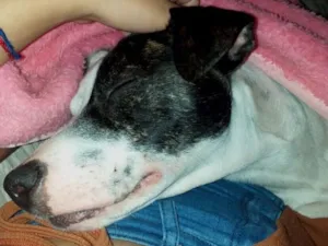 Cachorro raça SRD-ViraLata idade 1 ano nome Kiara