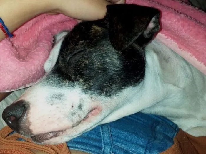 Cachorro raça SRD-ViraLata idade 1 ano nome Kiara