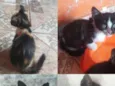 gatas coloridas fêmea ,gatos preto macho 69984835718 entrego