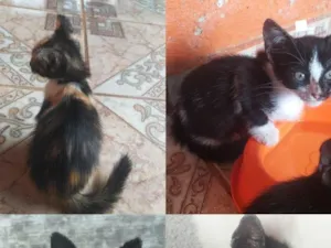 Gato raça SRD-ViraLata idade 2 a 6 meses nome gatas coloridas fêmea ,gatos preto macho 69984835718 entrego