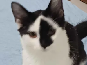 Gato raça SRD-ViraLata idade 2 a 6 meses nome sem nome definido