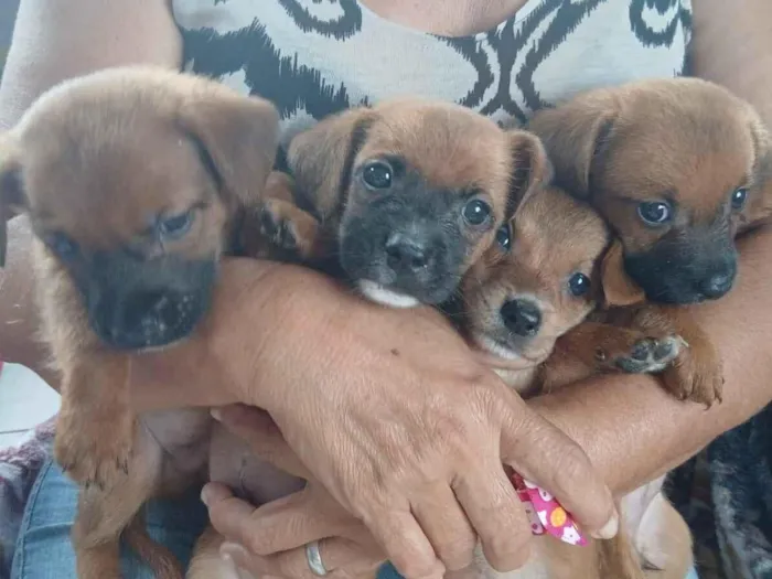 Cachorro raça Salsicha  idade 2 a 6 meses nome São 4 cachorrinhos