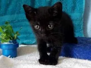 Gato raça SRD-ViraLata idade 2 a 6 meses nome sane