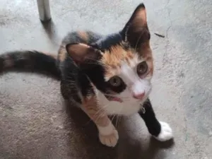 Gato raça SRD-ViraLata idade 2 a 6 meses nome Rubi