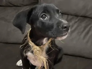 Cachorro raça SRD-ViraLata idade 2 a 6 meses nome Barbie
