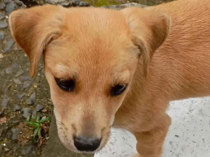 Cachorro raça SRD-ViraLata idade 2 a 6 meses nome Ainda sem nome(filhote)