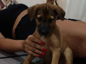Cachorro raça SRD-ViraLata idade 2 a 6 meses nome Juliana