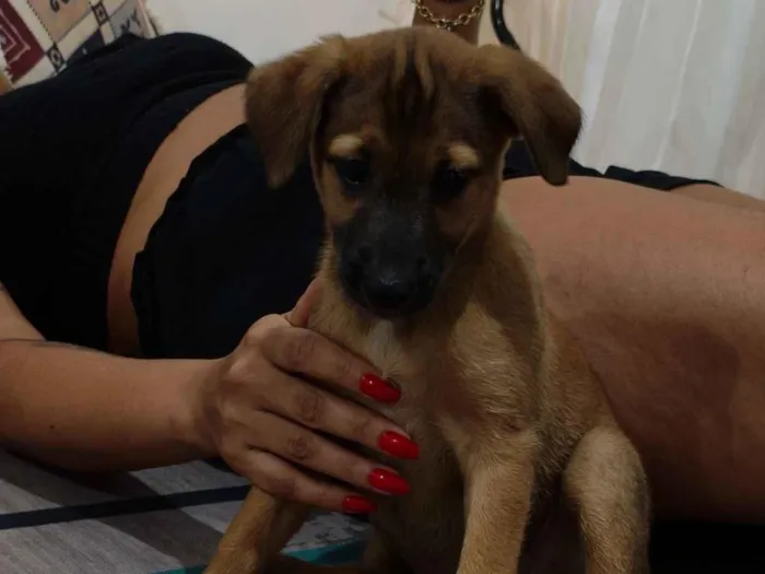 Cachorro raça SRD-ViraLata idade 2 a 6 meses nome Juliana