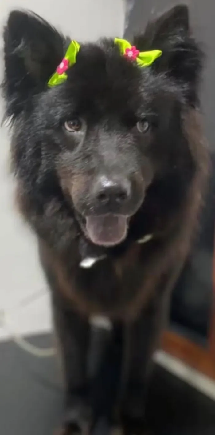 Cachorro raça SRD-ViraLata idade 4 anos nome MARCO ANTONIO PINTO GUEDES SCHMID