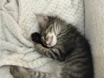 Gato raça SRD-ViraLata idade 2 a 6 meses nome Luna