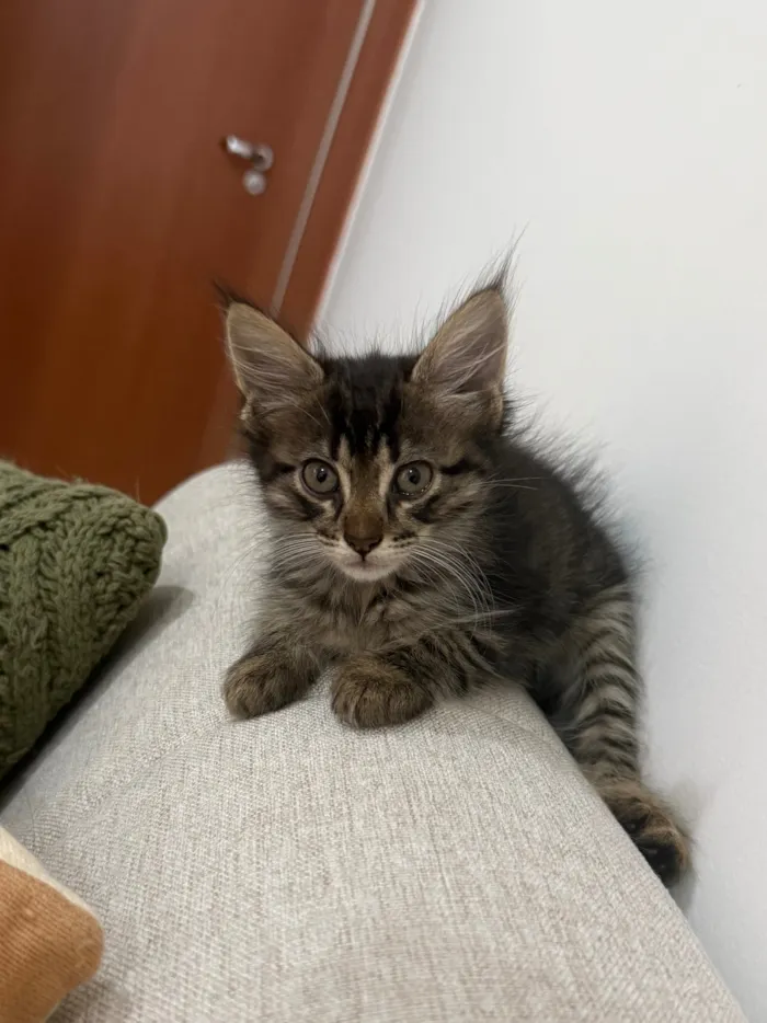 Gato raça SRD-ViraLata idade 2 a 6 meses nome Luna